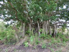 Ficus virens
