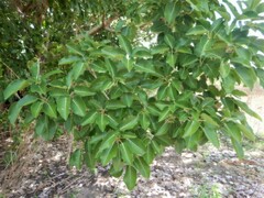 Ficus virens