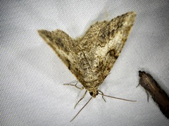 Phanerothyris sinearia