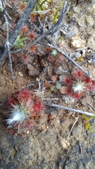 Drosera spilos