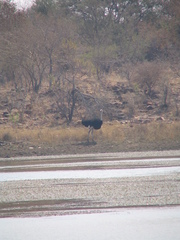 Struthio camelus australis