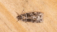 Scoparia chiasta