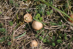 Marasmius