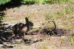 Sylvilagus obscurus