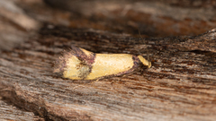 Olbonoma triptycha