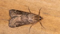 Achyra affinitalis