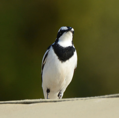 Motacilla aguimp