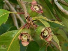 Syzygium suborbiculare