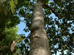 Syzygium suborbiculare