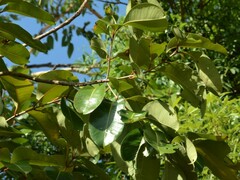 Syzygium suborbiculare