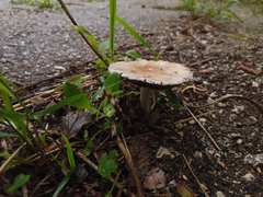 Candolleomyces candolleanus