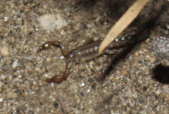 Superstitionia donensis