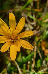 Tragopogon orientalis