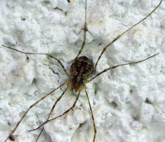 Lacinius dentiger