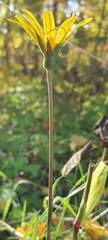 Tragopogon orientalis
