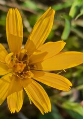 Tragopogon orientalis