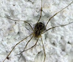 Lacinius dentiger