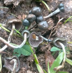 Psilocybe