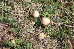 Marasmius