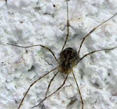 Lacinius dentiger