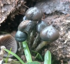Psilocybe