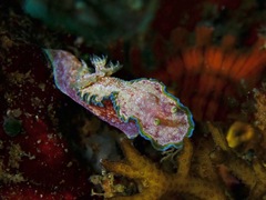 Glossodoris acosti