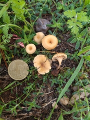 Crepidotus subfulviceps