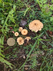 Crepidotus subfulviceps