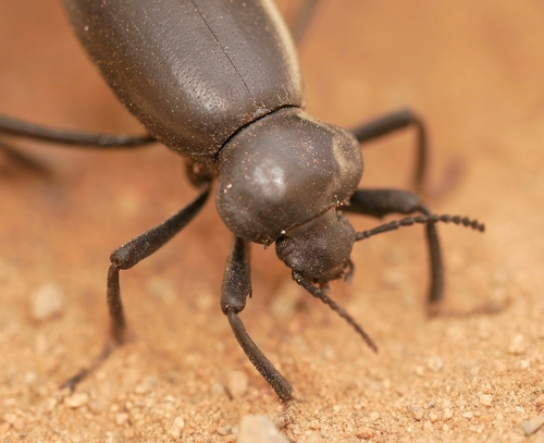 Eleodes acuticauda photo 4
