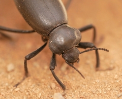 Eleodes dentipes