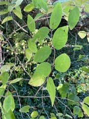Prunus spinosa
