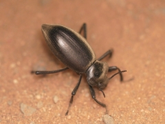 Eleodes dentipes