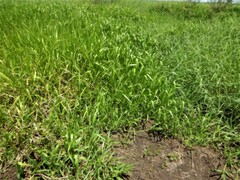 Hymenachne amplexicaulis