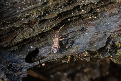 Orchesella flavescens