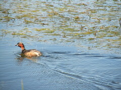 Tachybaptus ruficollis capensis