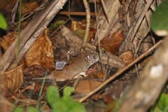 Melomys capensis