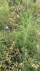 Equisetum telmateia telmateia