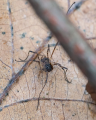 Oligolophinae