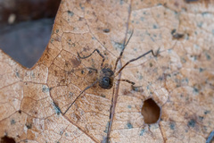 Oligolophinae