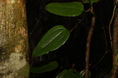 Smilax