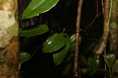 Smilax