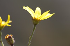 Osteospermum corymbosum