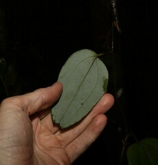 Smilax