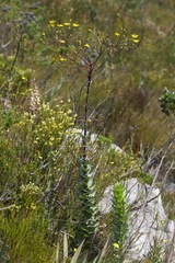 Osteospermum corymbosum