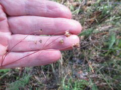 Bupleurum scorzonerifolium