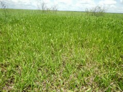 Hymenachne amplexicaulis