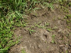 Hymenachne amplexicaulis