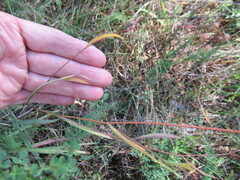 Bupleurum scorzonerifolium