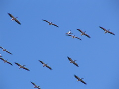 Pelecanus onocrotalus