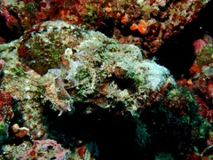 Scorpaenopsis macrochir
